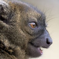 gentle lemur