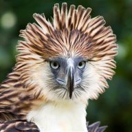 Philipine eagle
