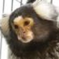 marmoset