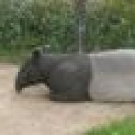 Tapir26