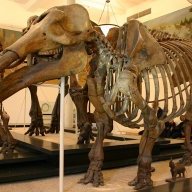 Gomphothere