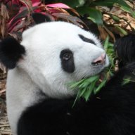 Giant Panda