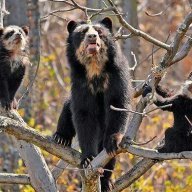 Andean Bear