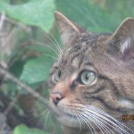 Scottish Wildcat