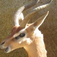 TheGerenuk