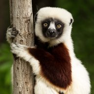 Lemur02