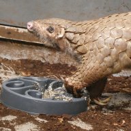 pangolin12