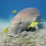 TZDugong