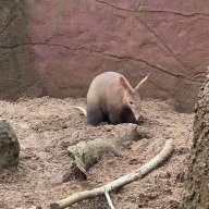 AardvarkJosh