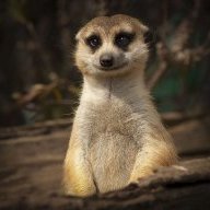 meerkat man