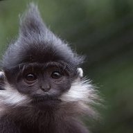 Daniel_Francois_Langur