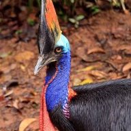 The Cassowary