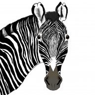 grevy's zebra