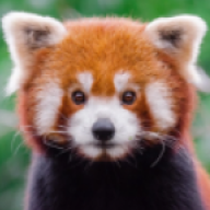 redpanda756
