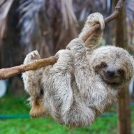da sloth