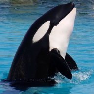 Orcinus Orca