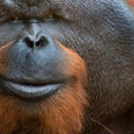 Orangutan Flanges