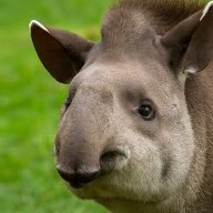 Tapir Master