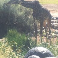 cricketlaxwolvesbandy