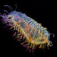 Northwest_FIsh_Keeping