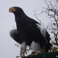 Haliaeetus