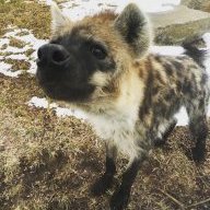 hyena142