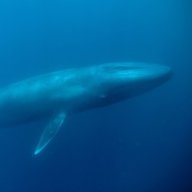 Blue Whale