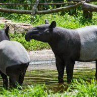 The Introverted Zoo Nerd