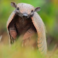 Thearmadillo