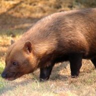 BenTheBushDog