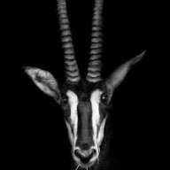 Sarah "Dragon" Greve