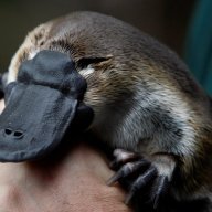 Platypusboy