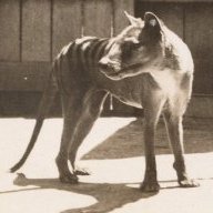 thylacine1936
