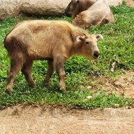 Golden Takin