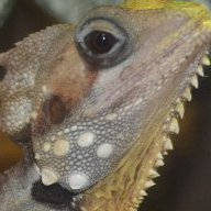 Varanus the Unbelievable