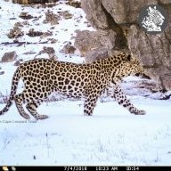 Cape Leopard