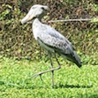 shoebill1