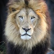 John the Lion