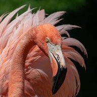Phoenicopterus
