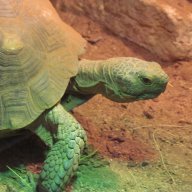 DesertTortoise