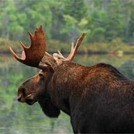 KatherineLionessHornbillX