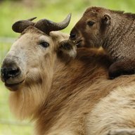 GoldenTakin