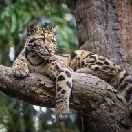 Clouded Leopard 153