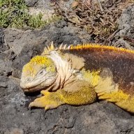 King of Komodo Dragons