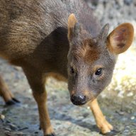 Pudu puda