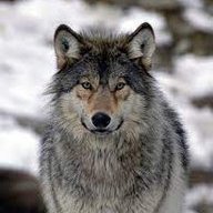 Northwestern Wolf