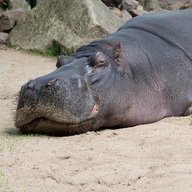 The Sleepy Hippo