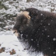 muskox2262