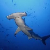 Hammerheadshark409