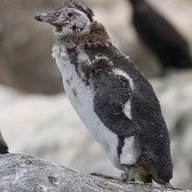 ZoologicallyDepraved